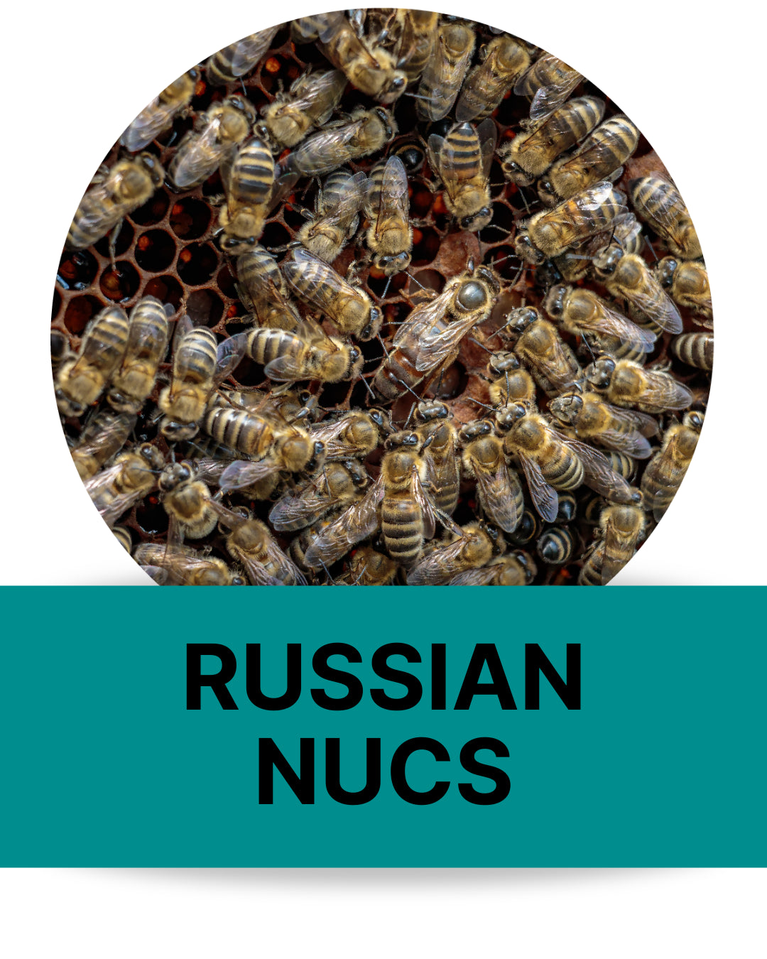 Purebred Russian 5 Frame Nuc | PICKUP ONLY: 4/25/26 @ 4 pm – Bemis
