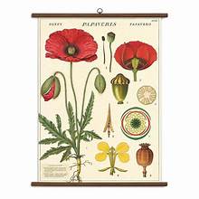 Hanging Vintage School Charts – Bemis Honey Bee Farm